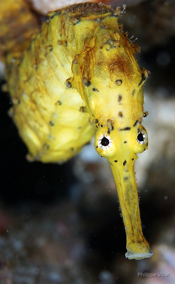 Birmanie - Mergui - 2018 - DSC02972 - Tigertail seahorse - Hippocampe a queuu tigree - Hippocampus comes.JPG